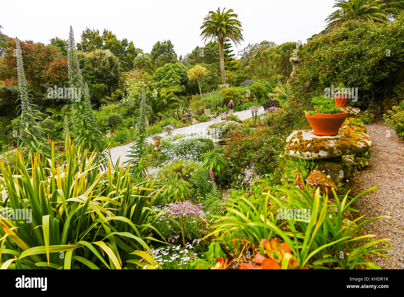 Tresco Abbey Gardens, Tresco, Isles of Scilly, England, Großbritannien Stockfoto Tresco Abbey Gardens, Tresco, Isles of Scilly, England, Großbritannien Stockfoto