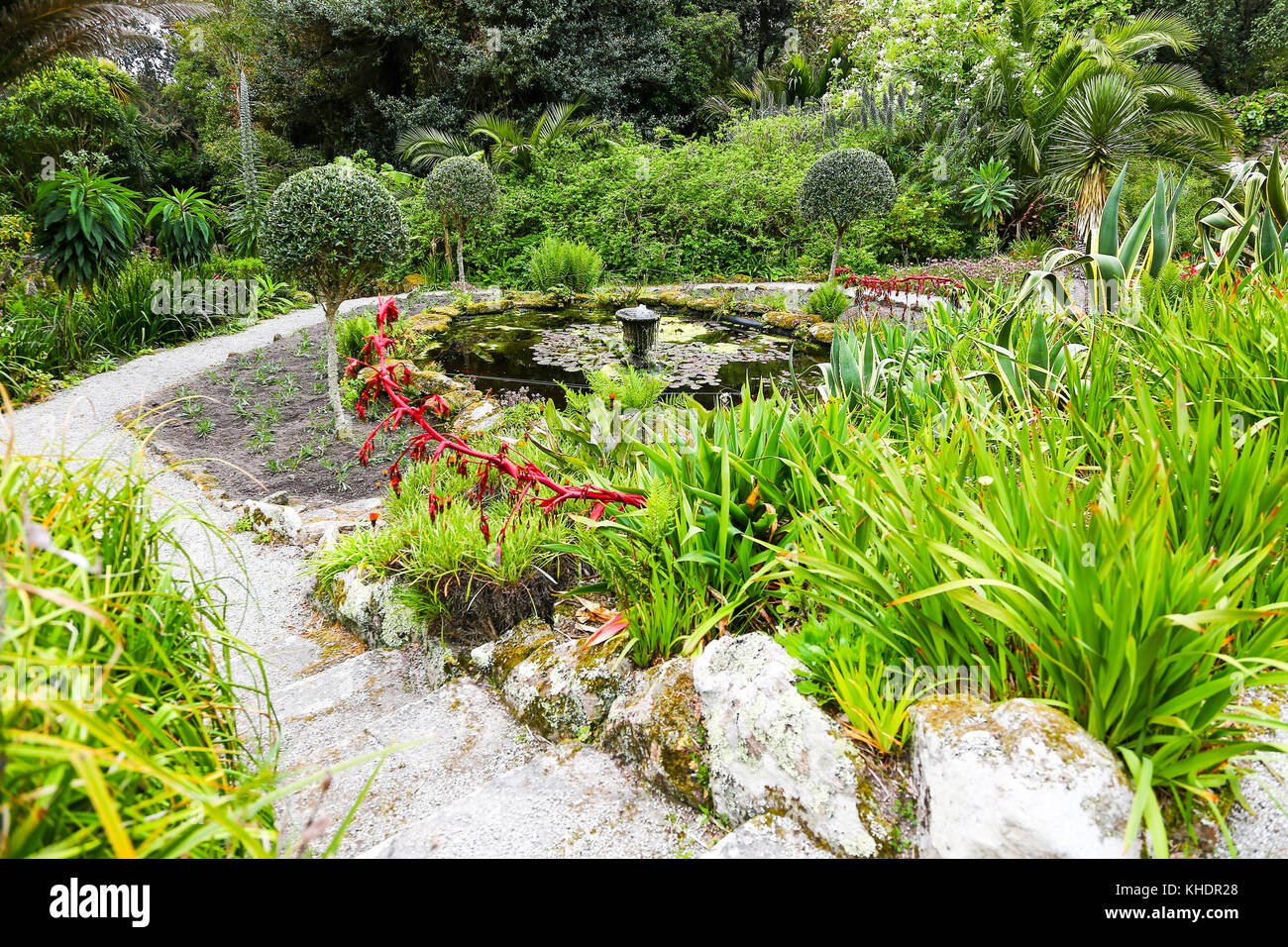 Tresco Abbey Gardens, Tresco, Isles of Scilly, England, Großbritannien Stockfoto Tresco Abbey Gardens, Tresco, Isles of Scilly, England, Großbritannien Stockfoto