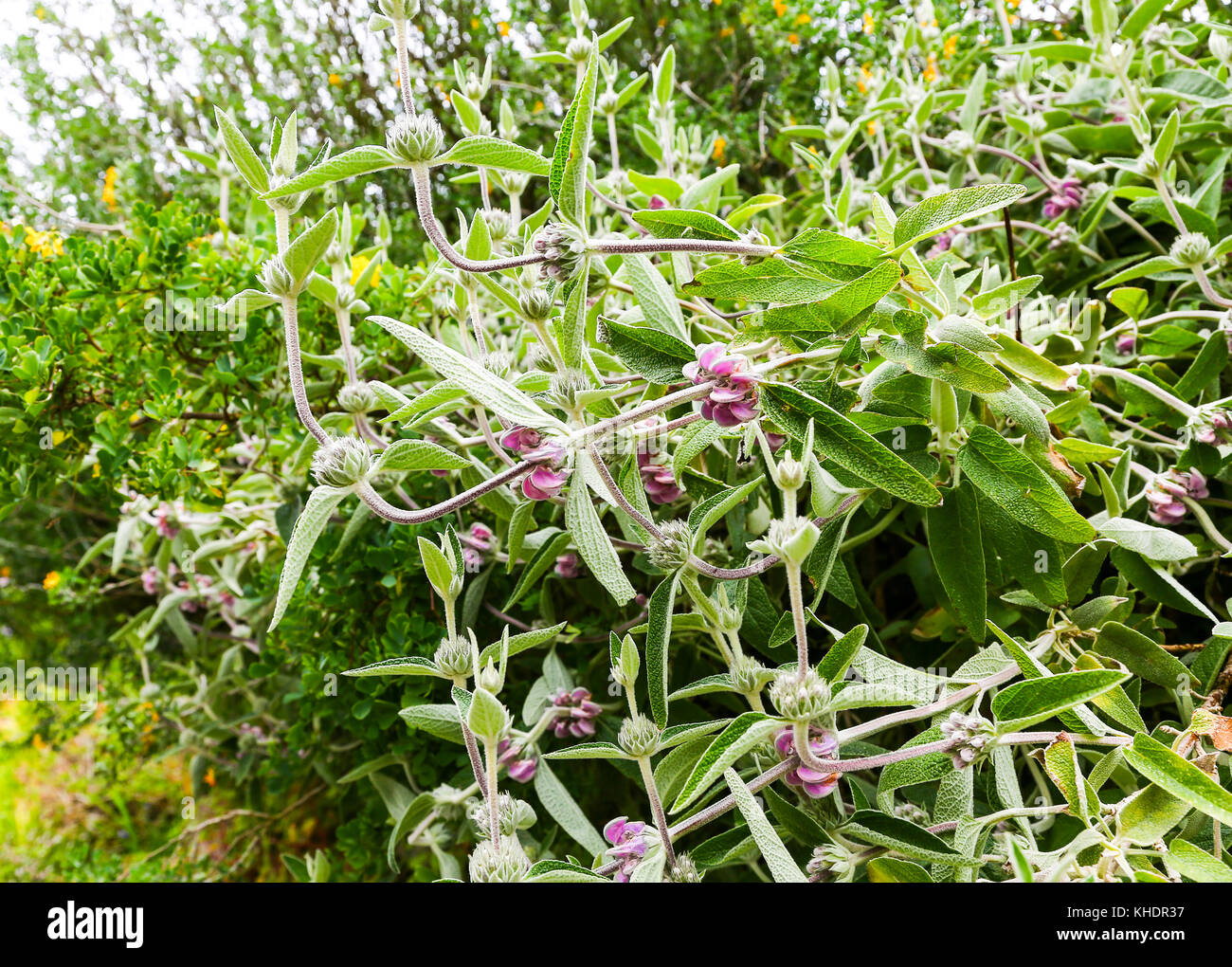 Tresco Abbey Gardens, Tresco, Isles of Scilly, England, Großbritannien Stockfoto Tresco Abbey Gardens, Tresco, Isles of Scilly, England, Großbritannien Stockfoto