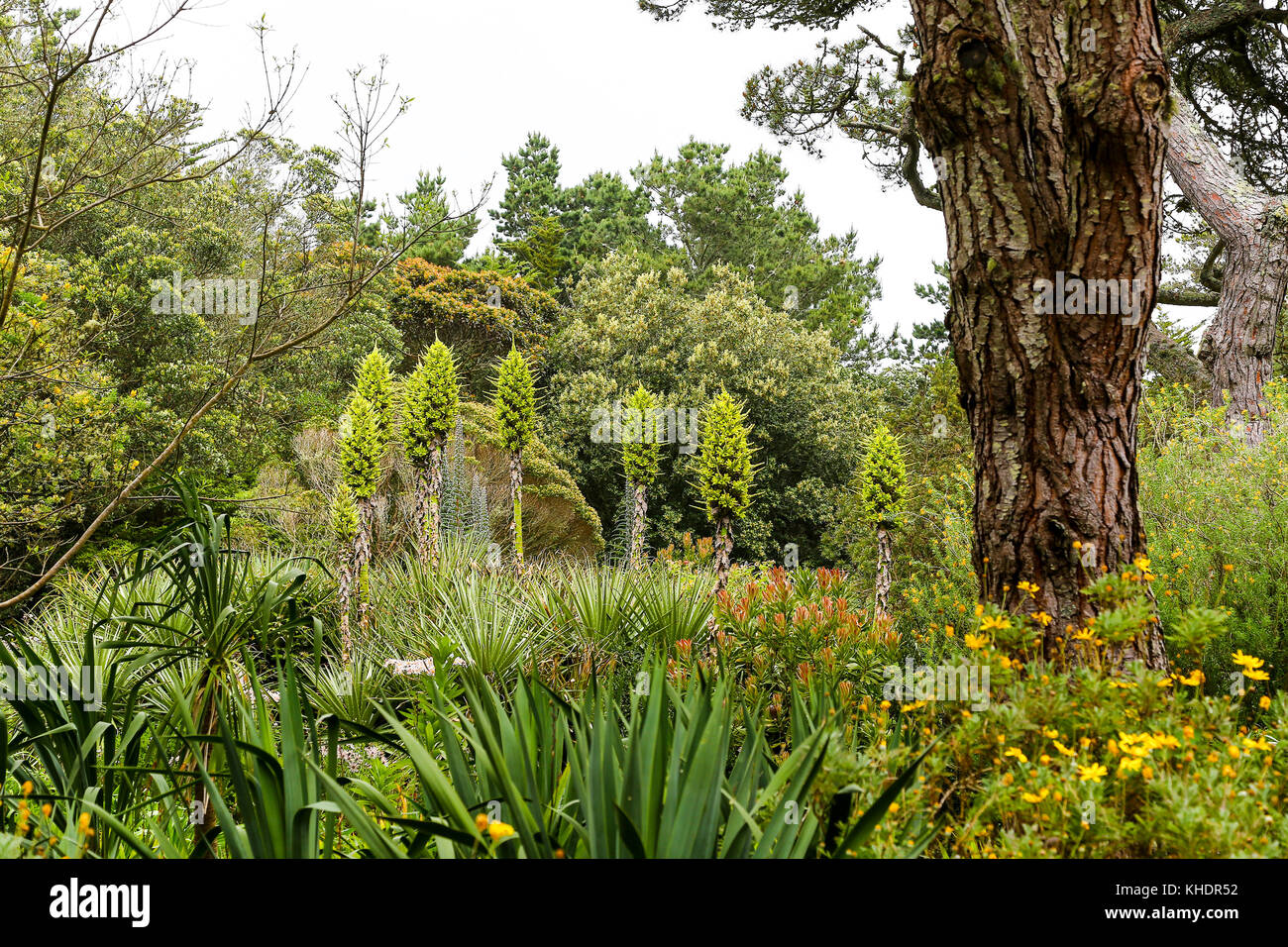 Tresco Abbey Gardens, Tresco, Isles of Scilly, England, Großbritannien Stockfoto Tresco Abbey Gardens, Tresco, Isles of Scilly, England, Großbritannien Stockfoto