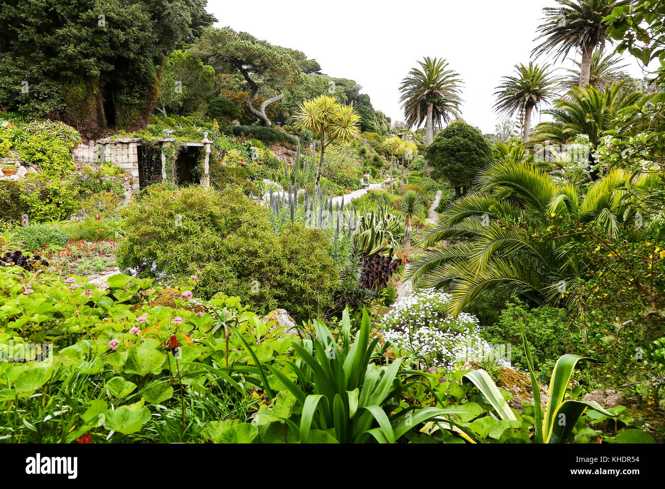 Tresco Abbey Gardens, Tresco, Isles of Scilly, England, Großbritannien Stockfoto Tresco Abbey Gardens, Tresco, Isles of Scilly, England, Großbritannien Stockfoto