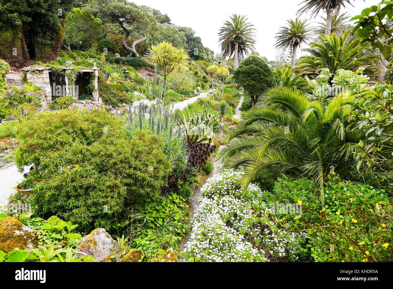Tresco Abbey Gardens, Tresco, Isles of Scilly, England, Großbritannien Stockfoto Tresco Abbey Gardens, Tresco, Isles of Scilly, England, Großbritannien Stockfoto