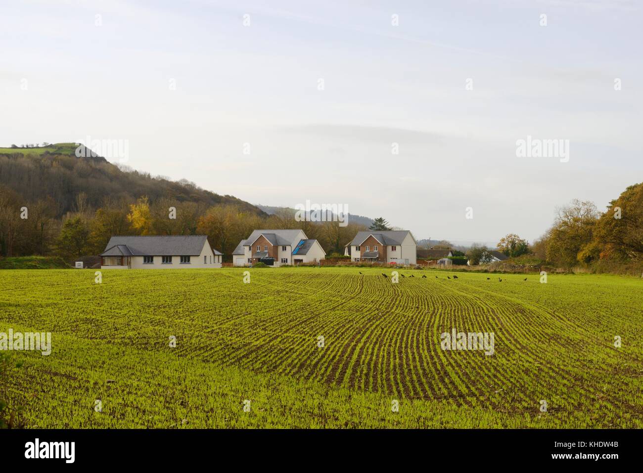 Gemischt neue Gehäuse auf landwirtschaftlichen grünen Wiese, von links, ländliche Enterprise Wohnung, Marktwert Gehäuse und erschwingliches Gehäuse, Llanrhystud, UK. Stockfoto