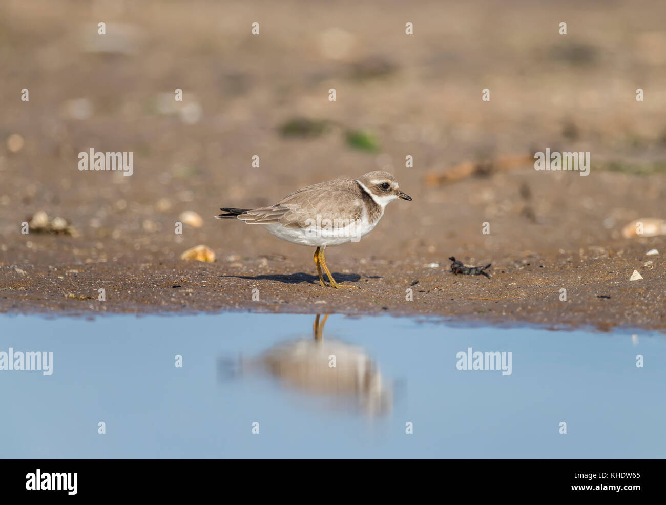 Kibitze an der Küste, direkt am Meer. Stockfoto