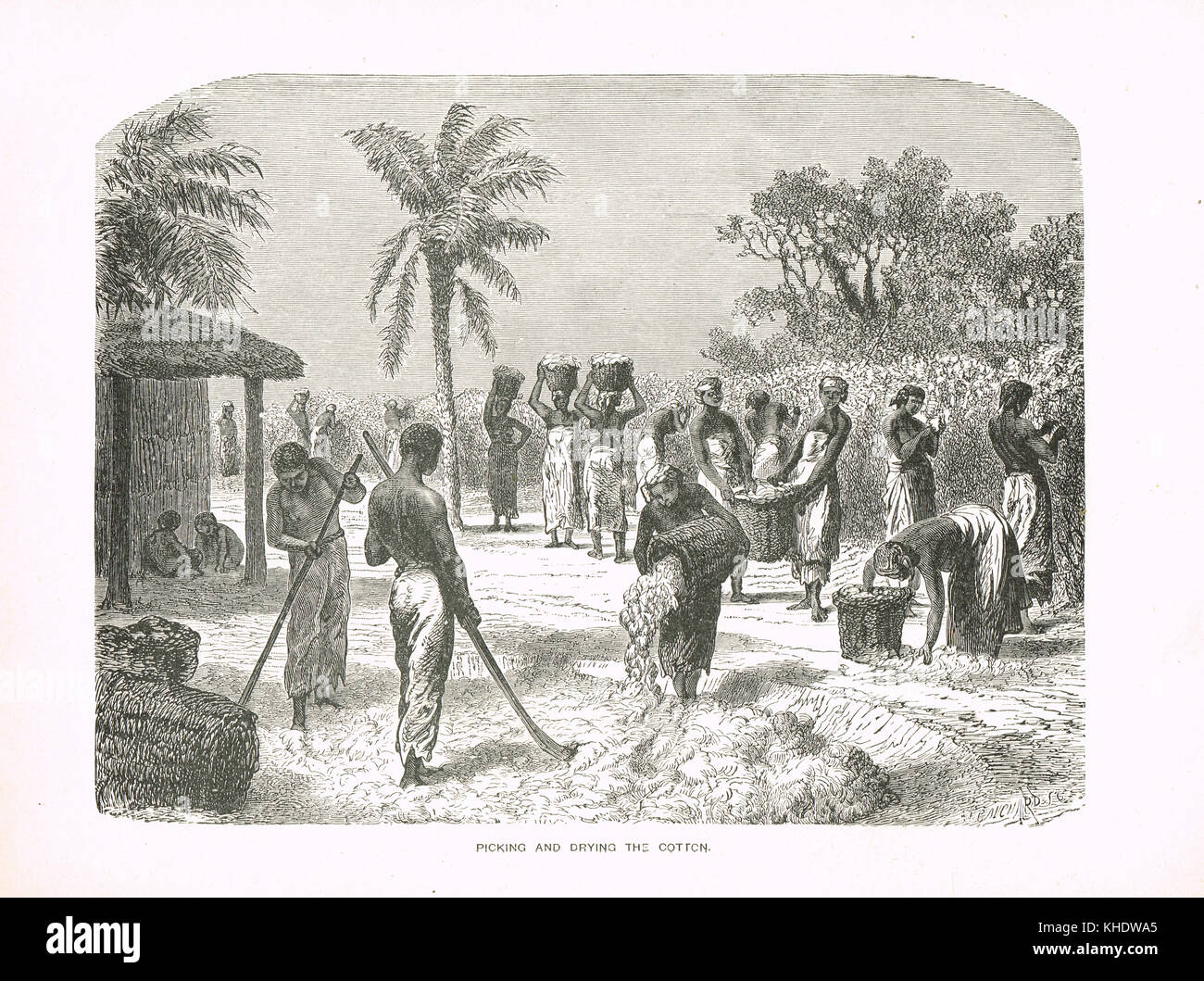 Slaves Ernte und Trocknung Baumwolle, 19. Jahrhundert, United States Stockfoto