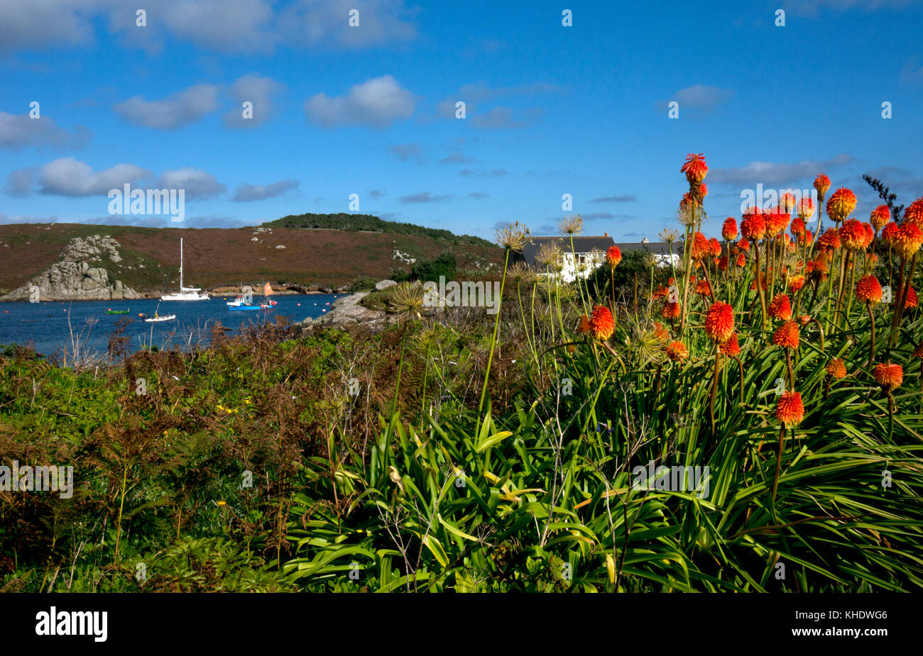 Red Hot poker Blumen auf der Insel bryher gegen Tresco, Scilly Inseln, England Stockfoto