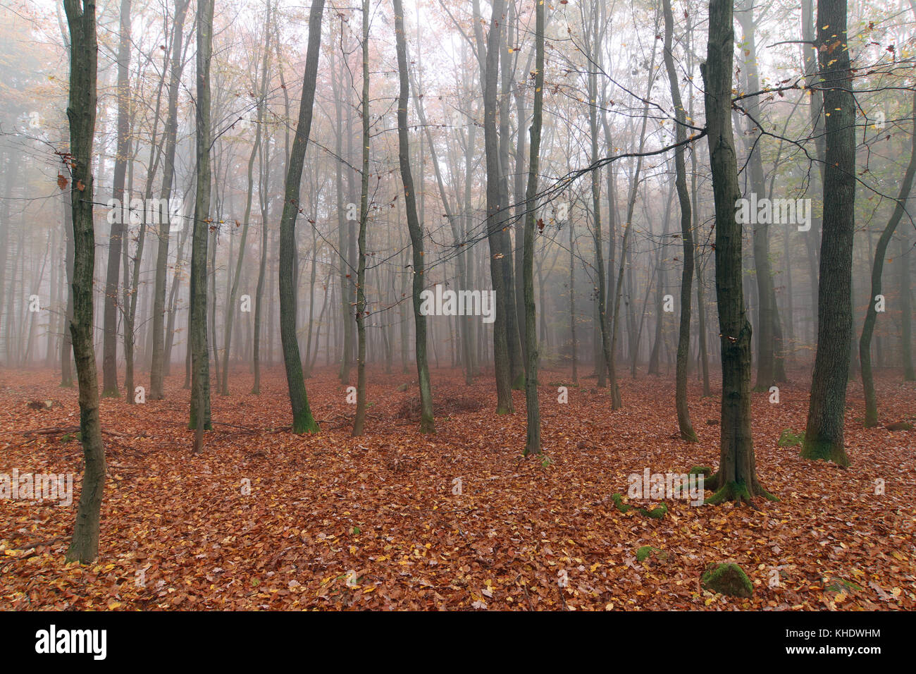 Misty herbst Buchenwald Stockfoto