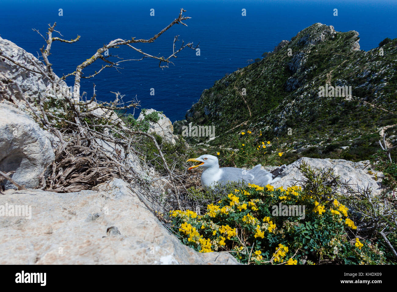 Seagull bebrüten die Eier über Calpe Rock, Larus michahellis, Costa Blanca, Spanien Stockfoto