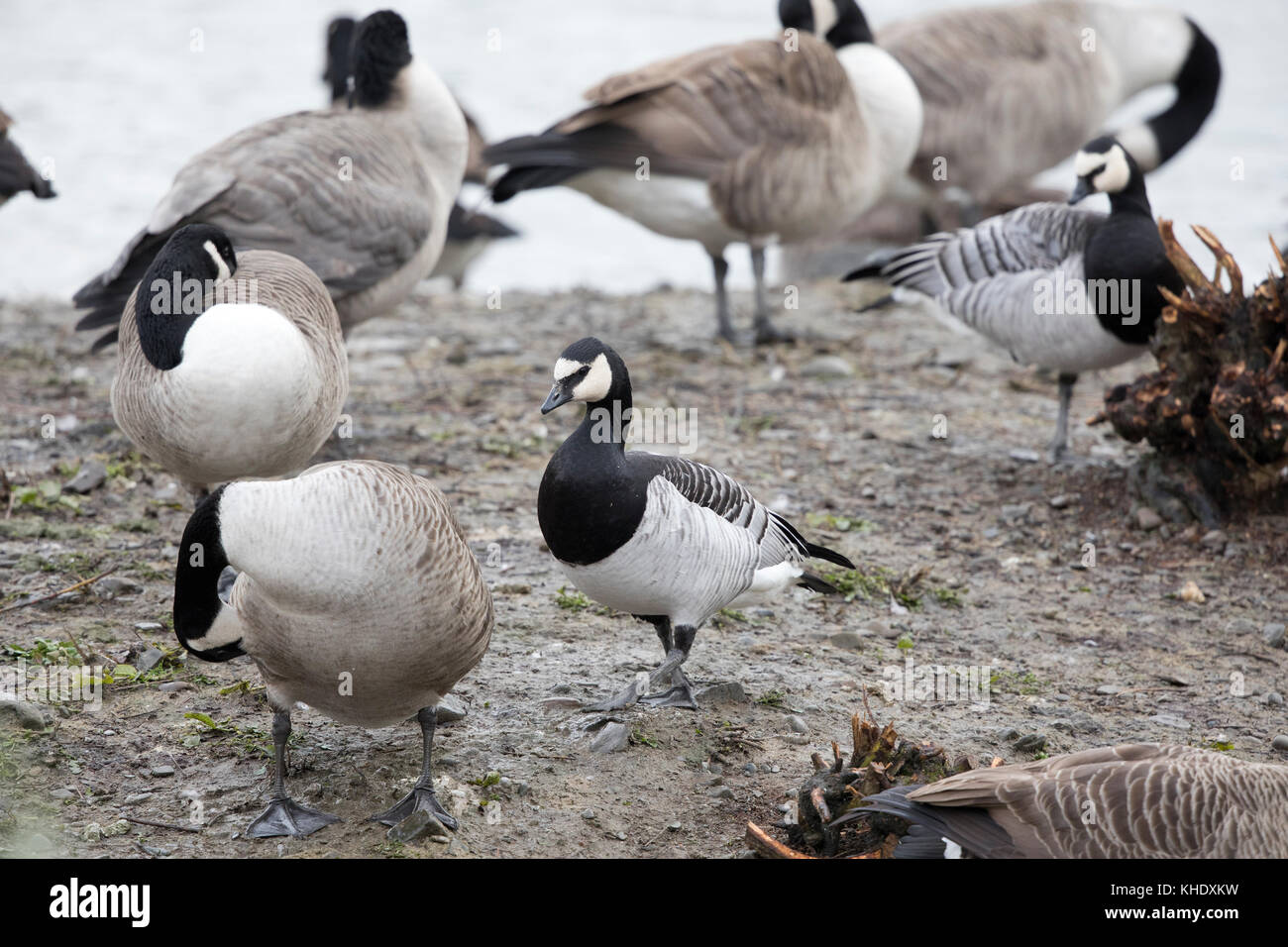 Nonnengänse, (branta leucopsis), Coed-y-dinas finden, Welshpool, Mid Wales Stockfoto