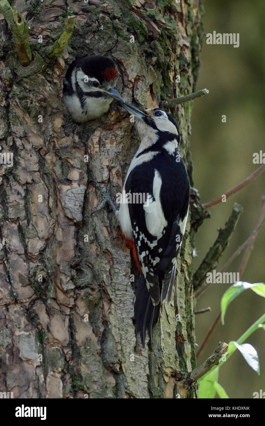 Größere / Buntspecht / buntspecht (Dendrocopos major) Fütterung junges Küken im Nest hole, Europa. Stockfoto