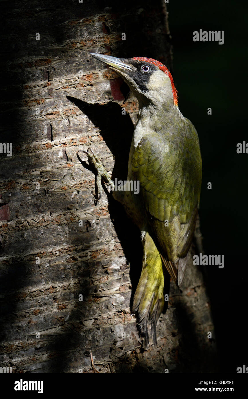 Grünspecht / grünspecht (picus viridis), auf einem Baumstamm sitzend, typische Pose, schöne Lage von Licht und Schatten, Europa. Stockfoto