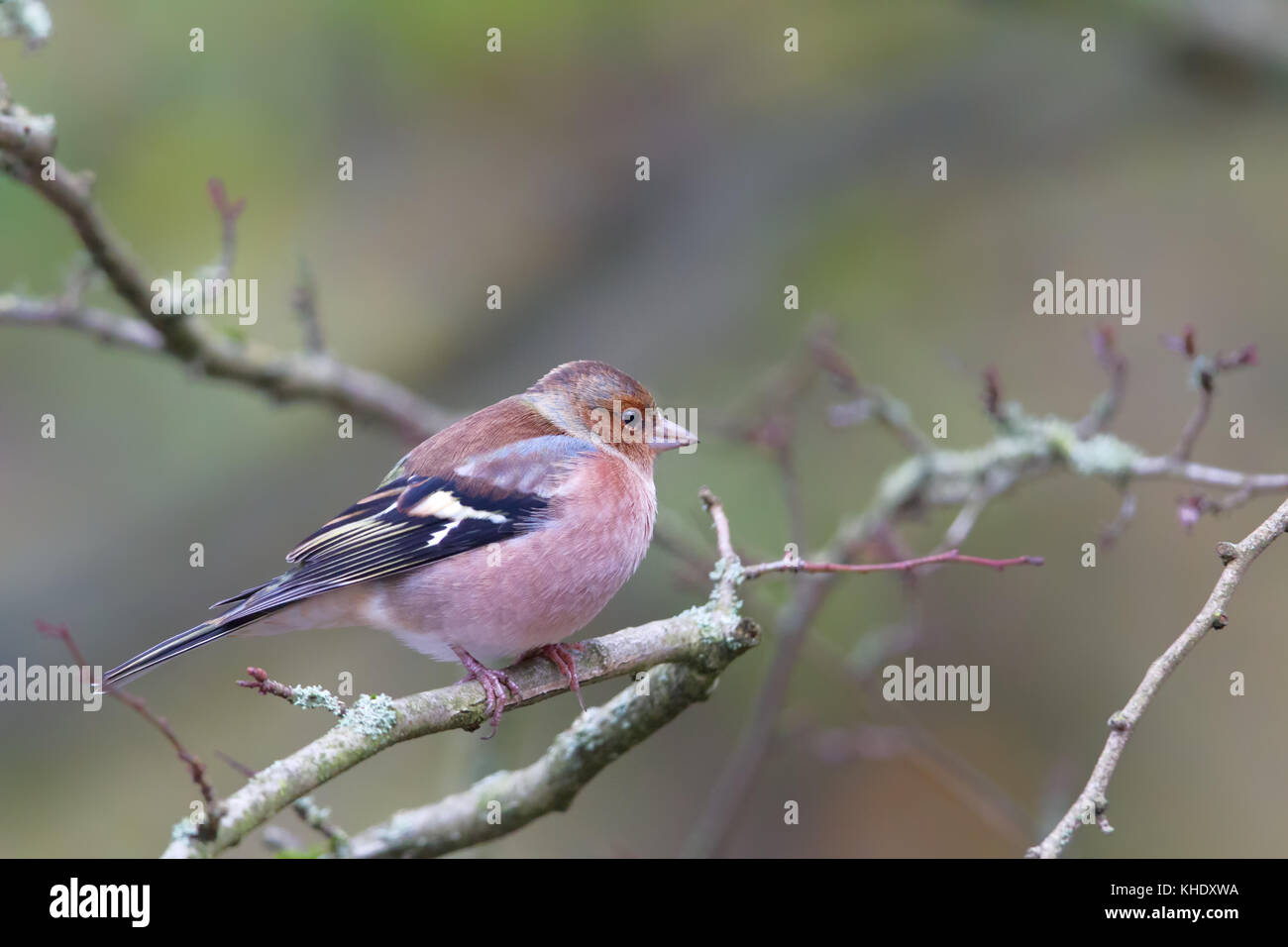 Gemeinsame Buchfink (Fringilla coelebs) sitzt auf einem Ast im Naturschutzgebiet moenchbruch in der Nähe von Frankfurt, Deutschland. Stockfoto
