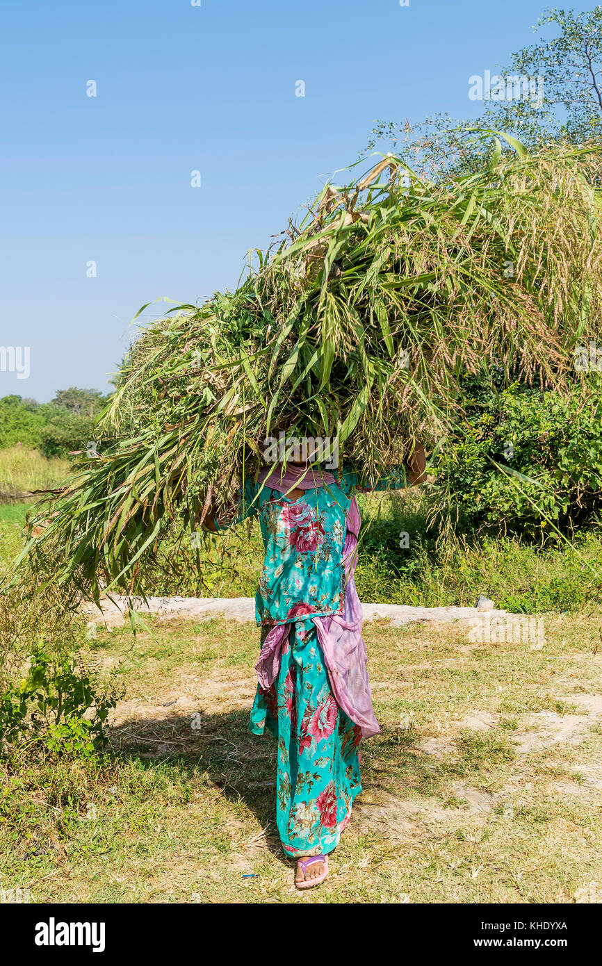 Indische Bauern, die ein Feld Gras Bundle, Rajasthan, Indien Stockfoto