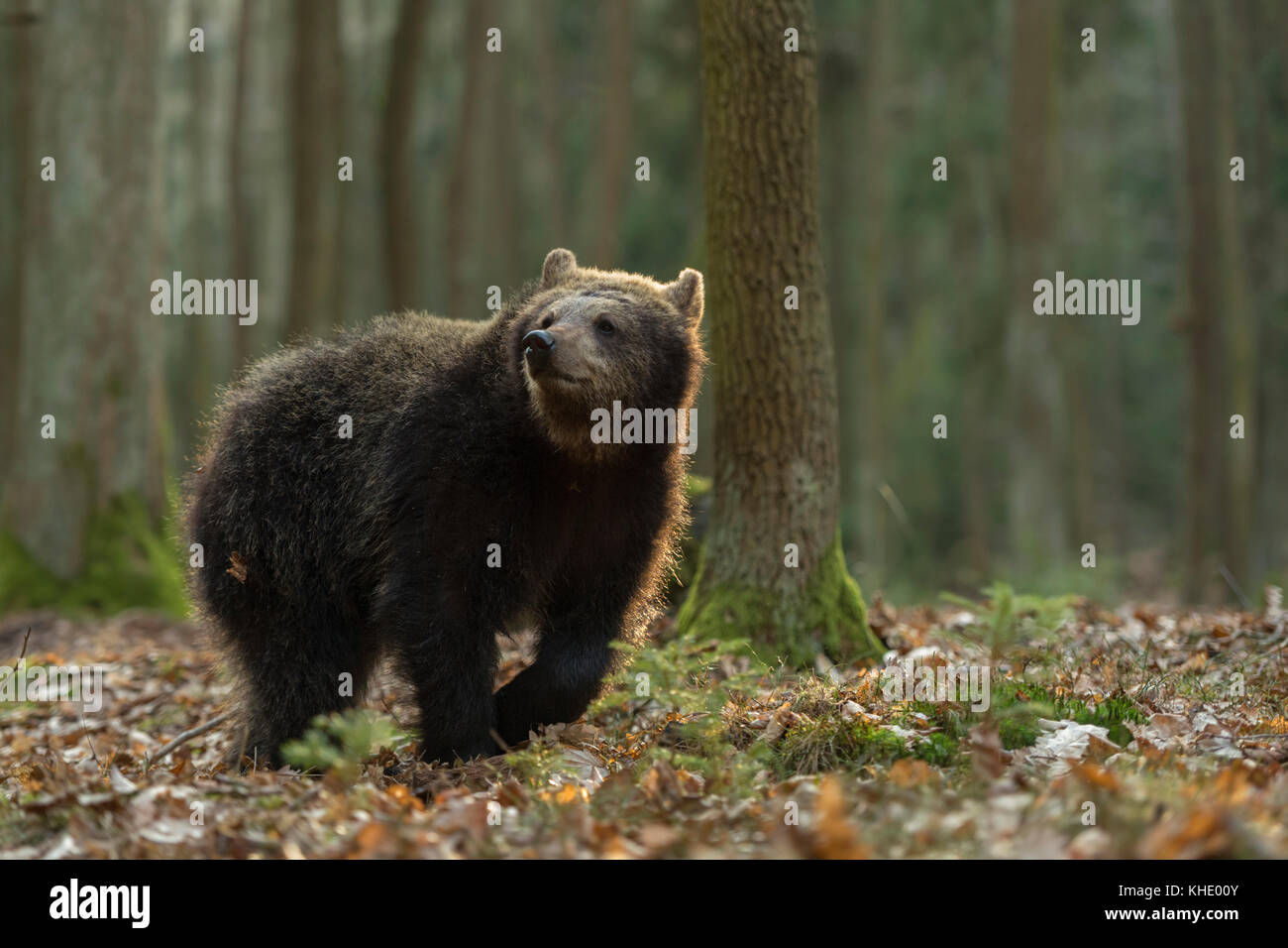 Europäischer Braunbär / Europäischer Braunbaer ( Ursus arctos ), junges Tier, schlendernd durch seinen Lebensraum, in natürlicher Umgebung, Europa. Stockfoto