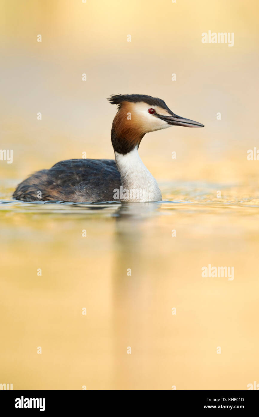 Großer Crested Grebe ( Podiceps cristatus ), Erwachsener in Zuchtkleidung, Schwimmen auf einem See, letztes Licht, ruhige, golden schimmernde Wasseroberfläche, Europa. Stockfoto