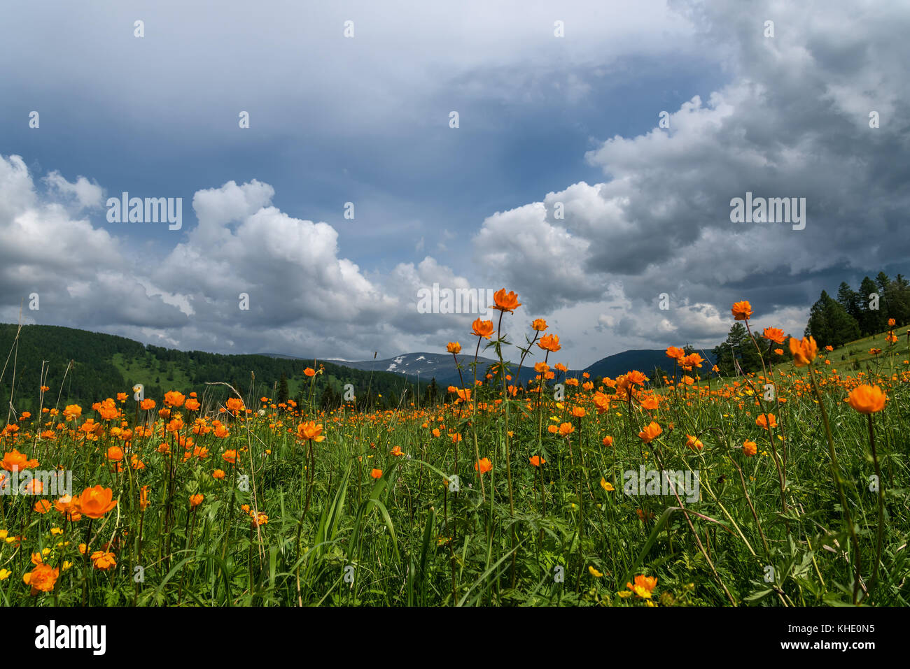 Schöne Berglandschaft mit orangefarbenen Blumen in der Wiese auf einem Hintergrund von Bergen, Wald und blauer Himmel mit Wolken Stockfoto