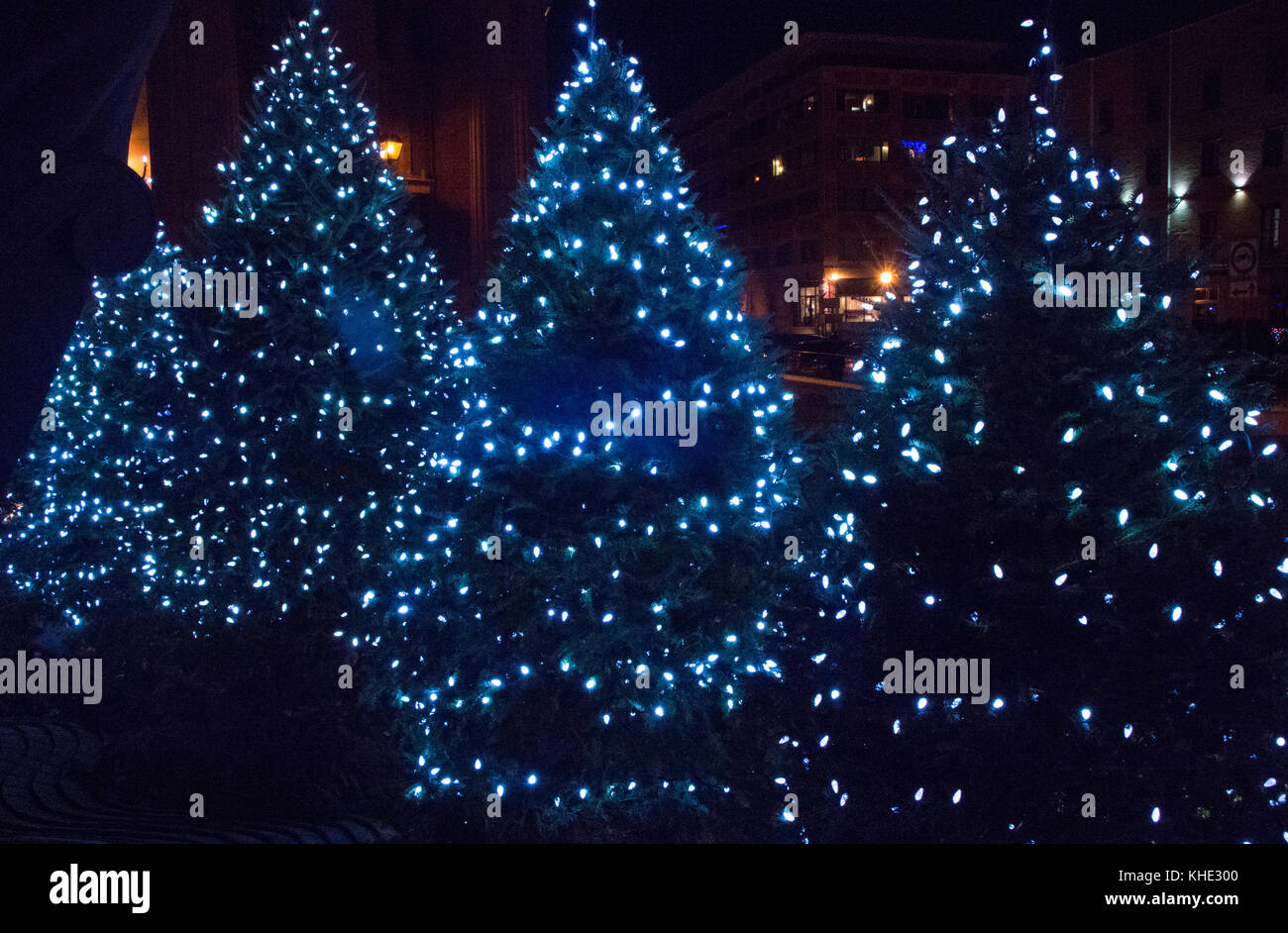 Gruppe von beleuchtet mit blauen Lichtern Weihnachtsbäume im Freien an einem Winterabend Stockfoto