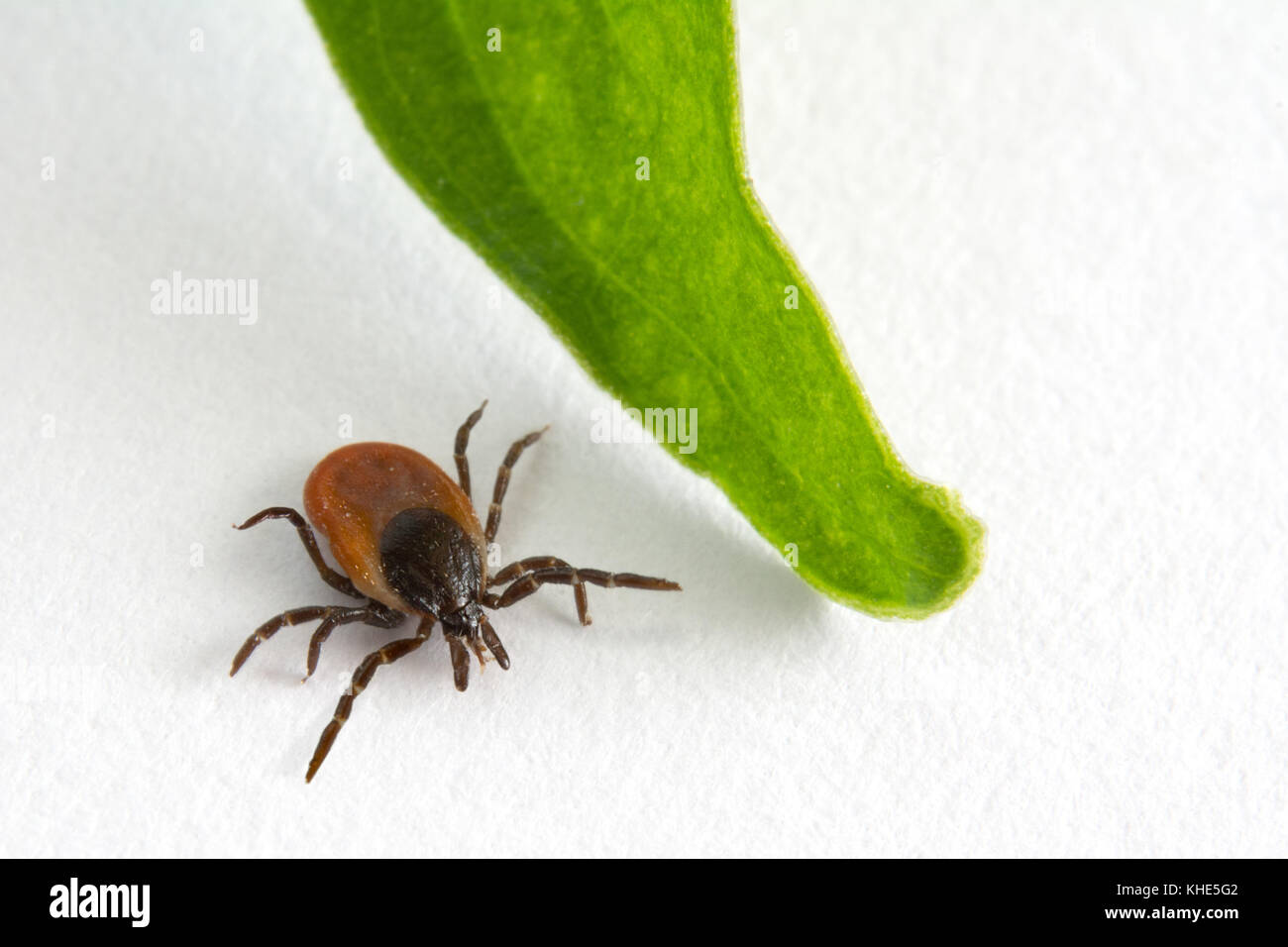 Interessante Häkchen neben Green Leaf. Ixodes ricinus. gefährliche Parasiten und als Träger der Infektion. Stockfoto