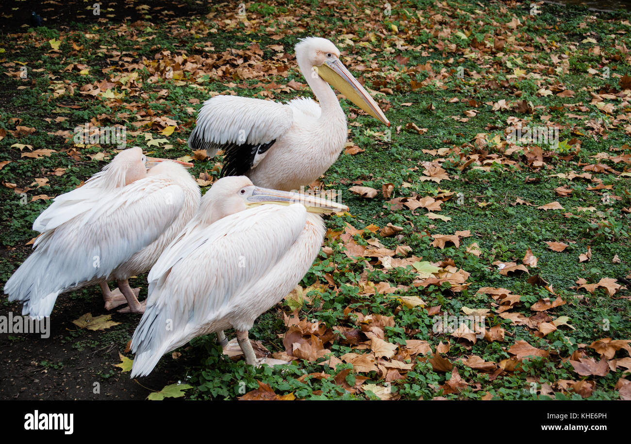 Rosa Pelikane im St. James Park, London Stockfoto