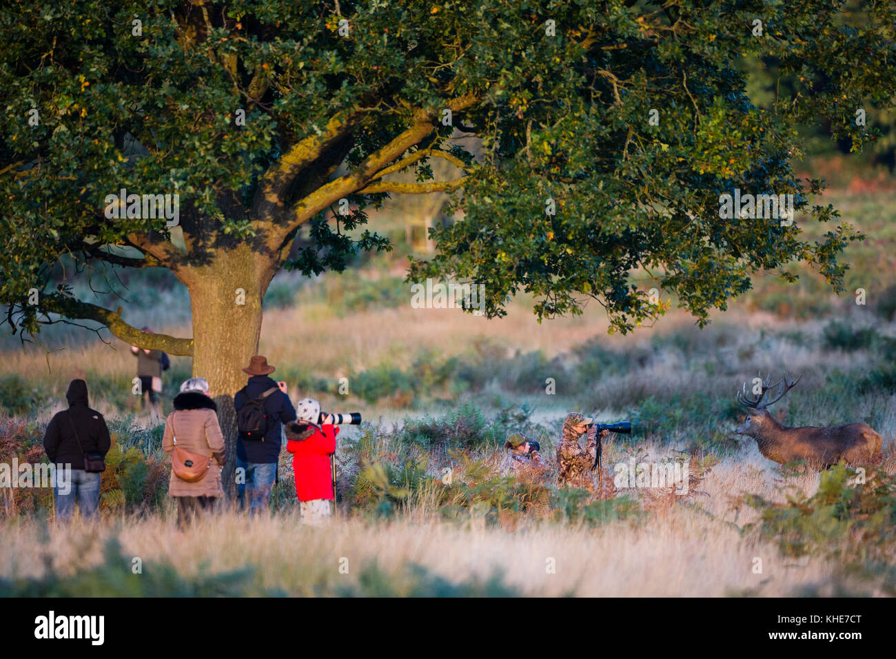 Richmond Park, London. Ein Rotwild findet sich die Aufmerksamkeit einer Gruppe von Fotografen am frühen Morgen. Stockfoto