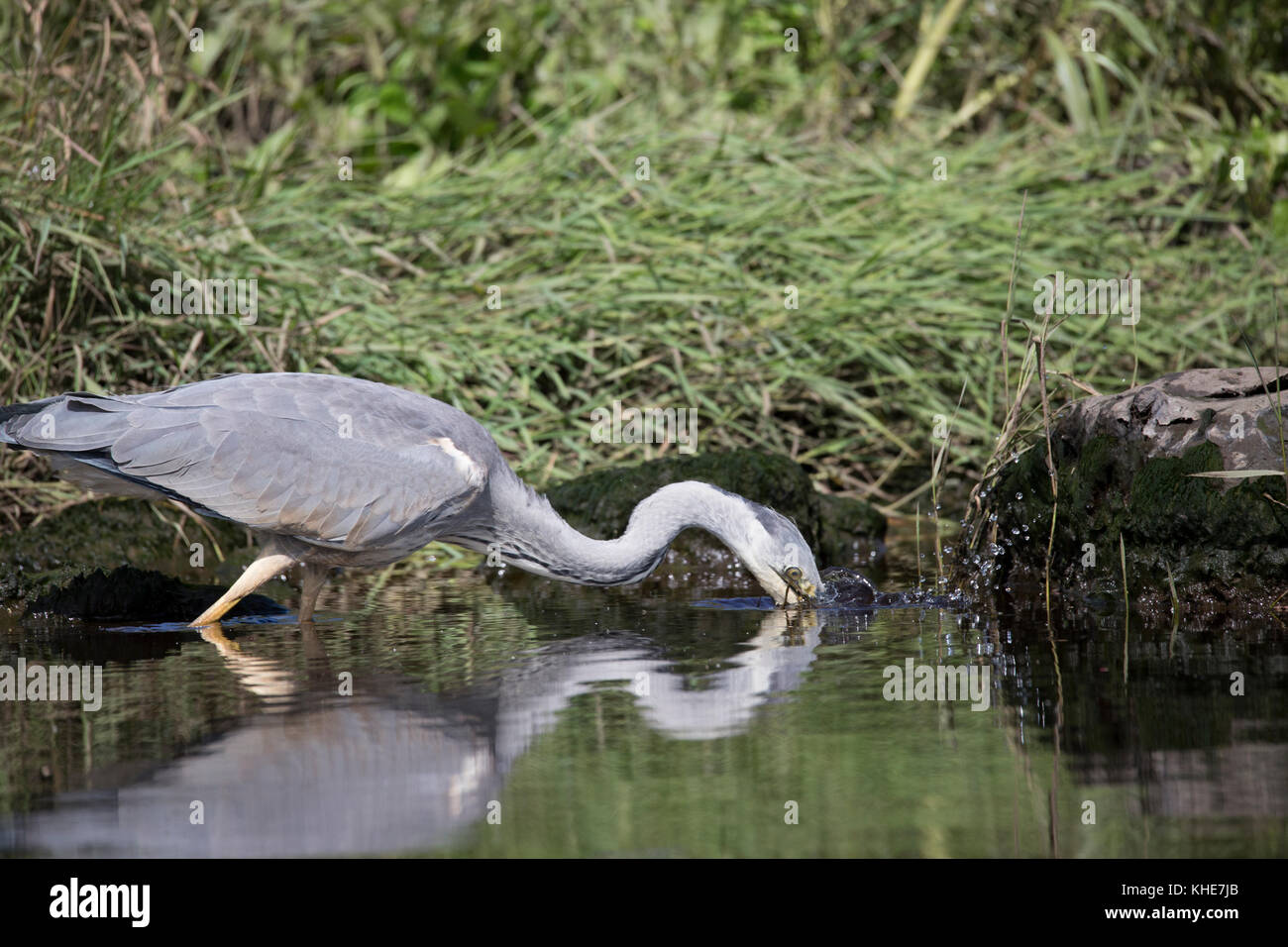 Graureiher Ardea cinerea Jagd nach Fischen entlang der Brennen von mosset in der nähe von Forres in Moray mit Reflexion im ruhigen Wasser. Stockfoto