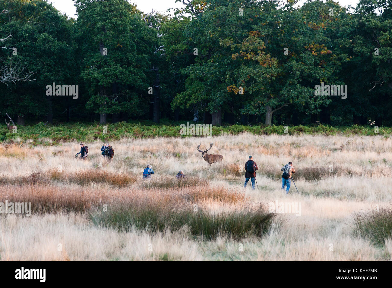 Richmond Park, London. Gruppe von Fotografen, die große Red deer Hirsch. Stockfoto