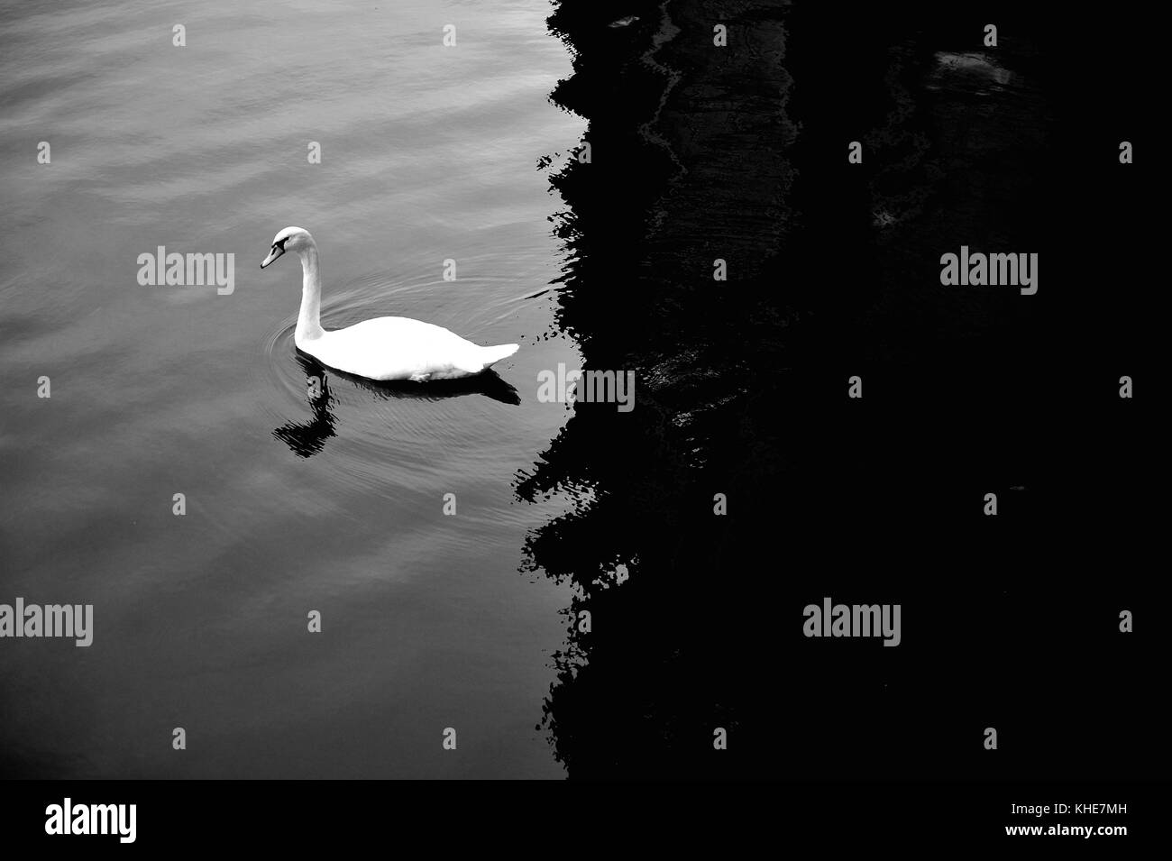 Schwan auf dem See Stockfoto