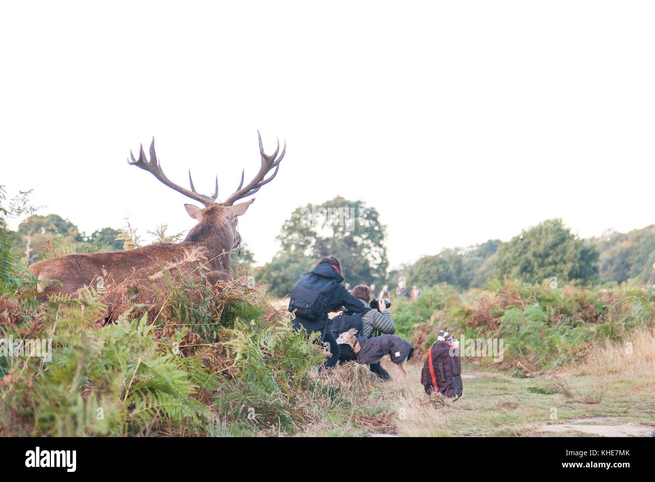 Richmond Park, London. Große Red Deer stag schleicht sich auf Gruppe von Fotografen. Stockfoto