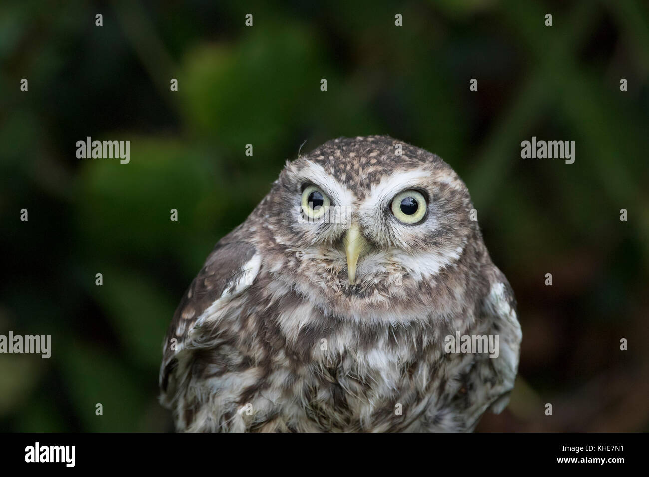 Steinkauz, Athene noctua, Nahaufnahme, Porträt anzeigen Ausdruck von Gesicht und Körper in der Nähe einer Hecke in Devon, England im Herbst thront. Stockfoto