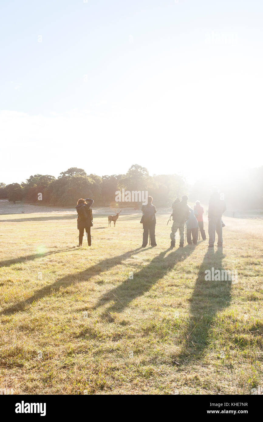 Richmond Park, London Stockfoto