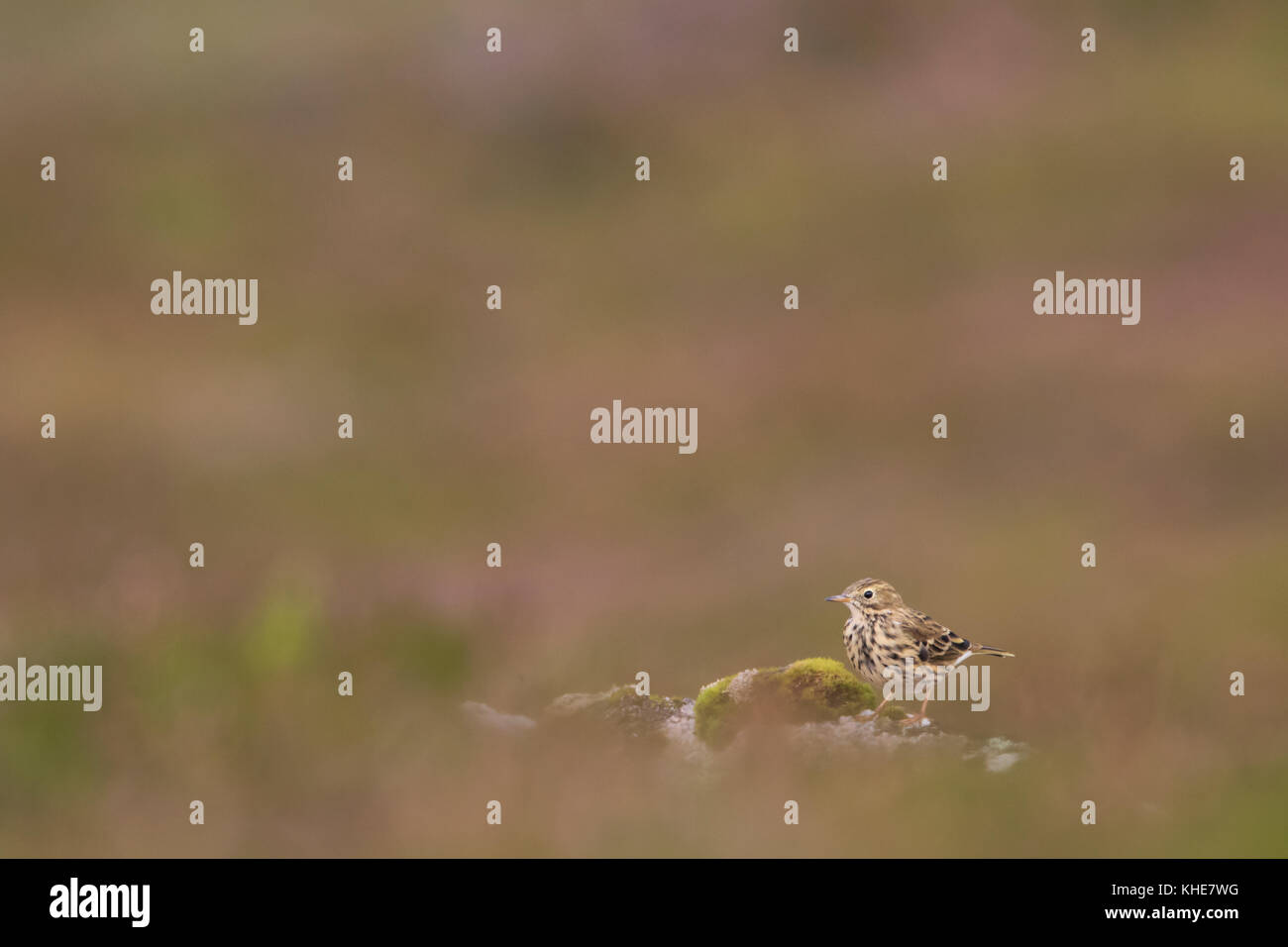 Wiesenpieper Vogel, Anthus pratensis, auf Felsen an einem Berghang in Schottland mit unscharfen Heather Hintergrund thront Stockfoto