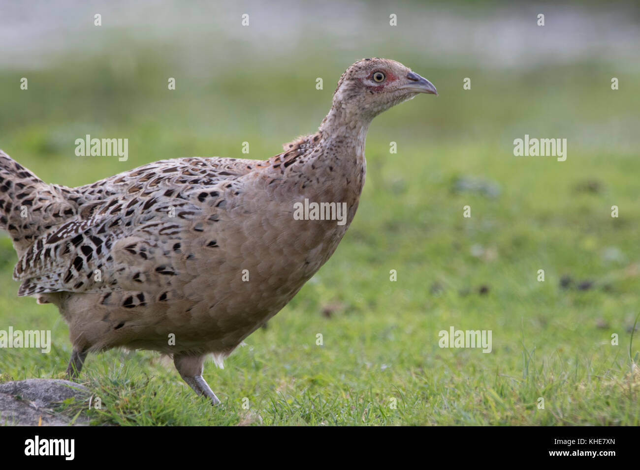 Ring necked gemeinsame Fasan Phasianus colchicus, männlich und weiblich Nahaufnahme portrait in Schottland Stockfoto