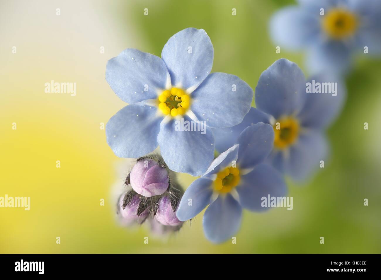 Woodland Vergißmeinnicht, Myosotis sylvatica Stockfoto