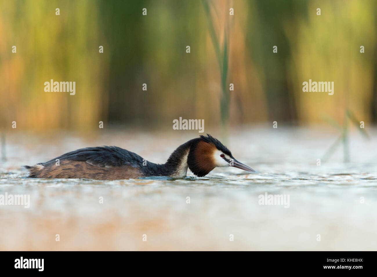 Haubentaucher ( Podiceps cristatus ) Schwimmen auf einem See, in flacher Pose, auf der Suche nach Partner, in der Dämmerung, Tierwelt, Europa. Stockfoto