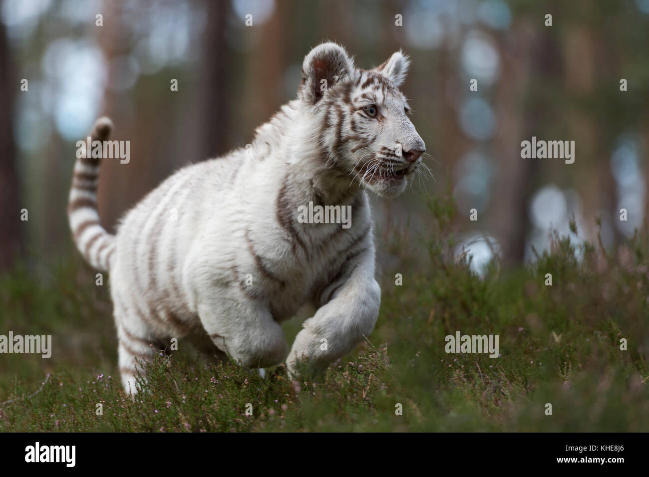 Königlicher Bengaler Tiger / Königstiger ( Panthera tigris ), junges, weißes Tier, schnell laufend, durch das Unterholz natürlicher Wälder springend, freudig. Stockfoto