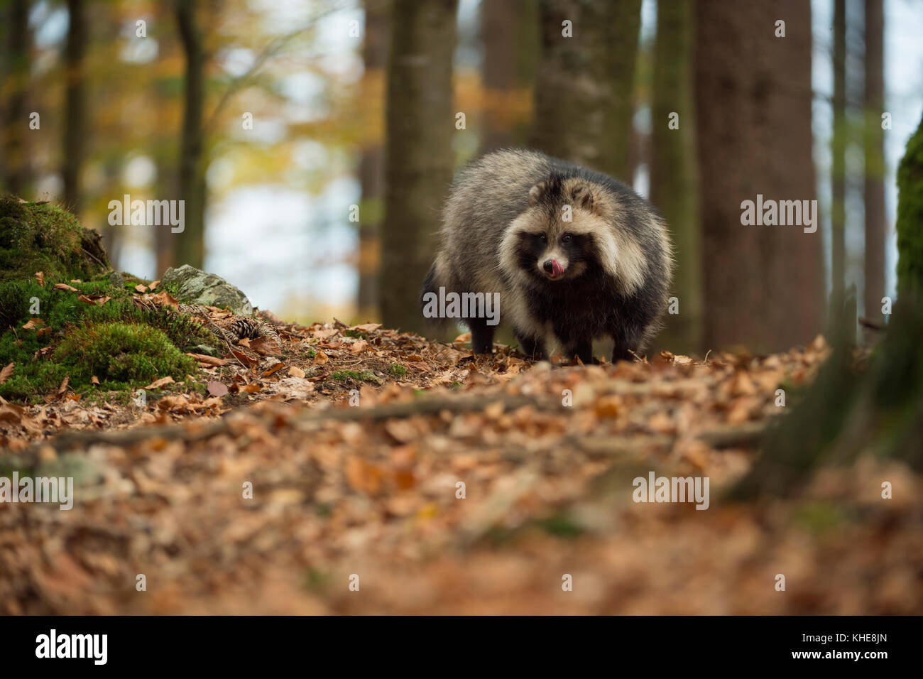 Marderhund ( Nyctereutes procyonoides ), adultes Tier, invasive Art, steht in einem Wald, leckt die Zunge, sieht begierig, im Herbst, Europa. Stockfoto