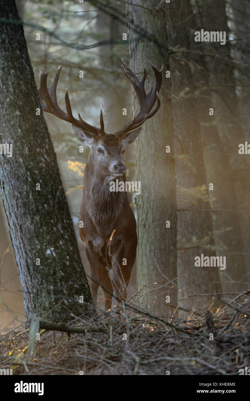Red Deer (Cervus elaphus), Hirsch, zwischen Bäumen in der schönen am frühen Morgen Hintergrundbeleuchtung stehend, stolz beobachten, majestätisch und kraftvoll, Europa. Stockfoto