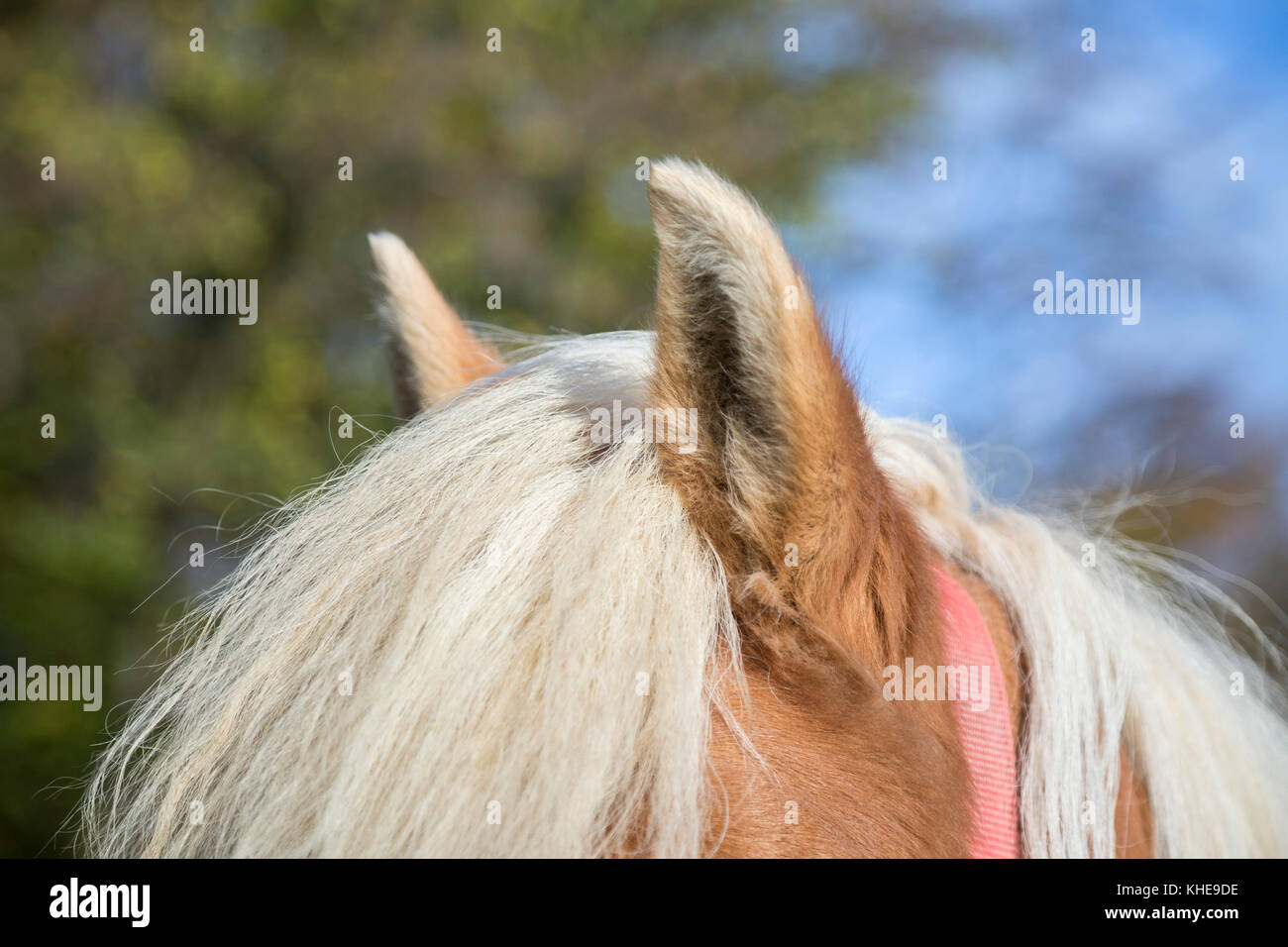 Nahaufnahme des braunen Pferd Ohren auf verschwommenen Hintergrund Stockfoto