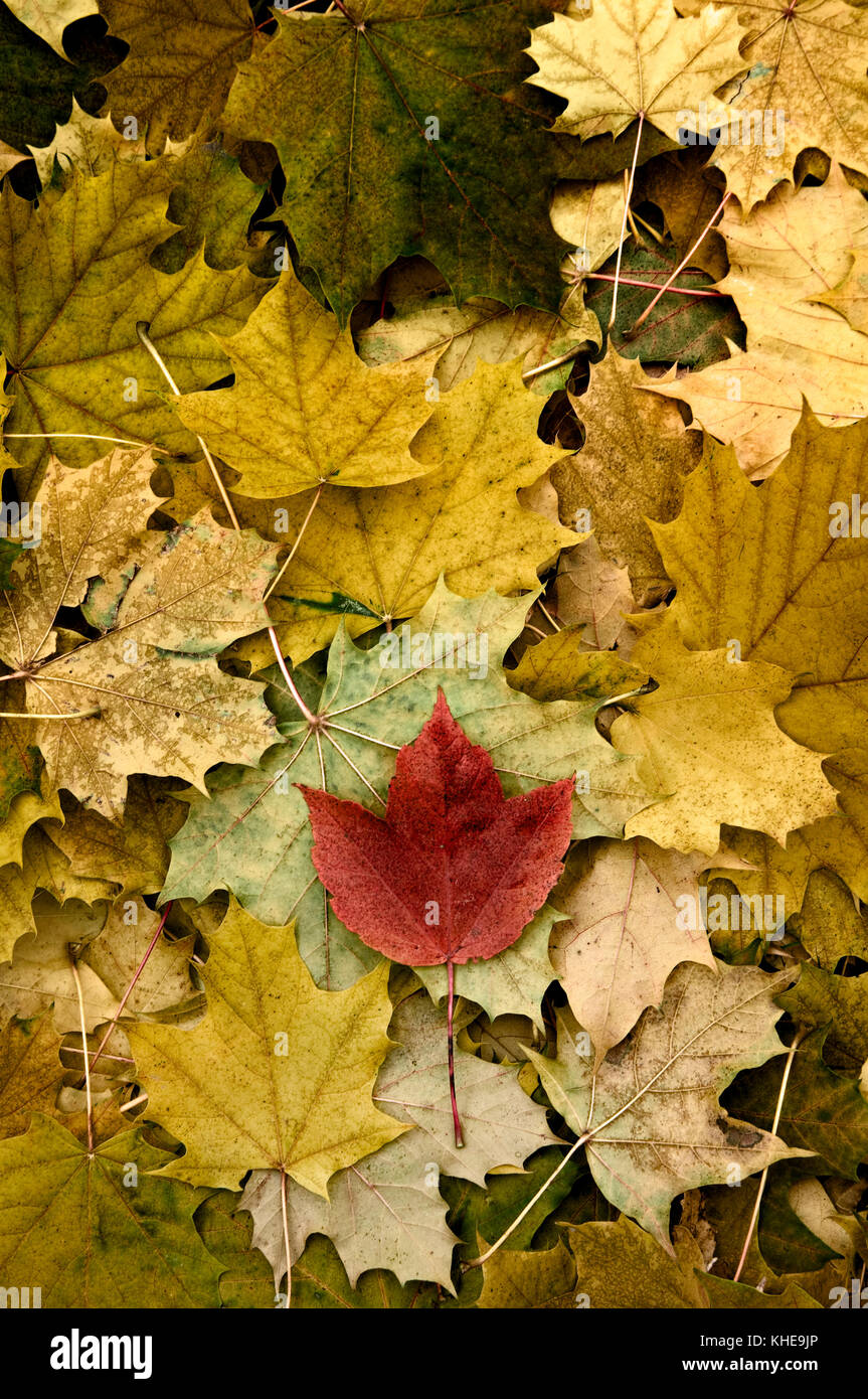 Herbst Muster der sortierten Ahorn Blätter mit einzelnen roten maple leaf Stockfoto