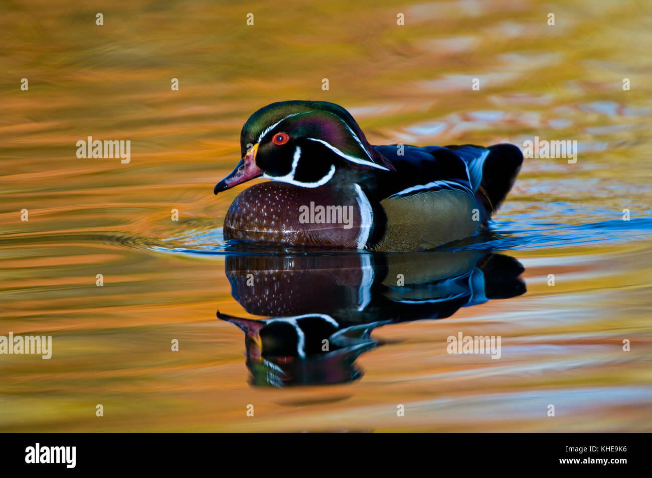 Ein Holz Ente oder Carolina duck (Aix sponsa) schwimmt in einem bunten Teich spiegelnde Farben des Herbstes im Osten von Ohio, United States, östlichen Nordamerika Stockfoto