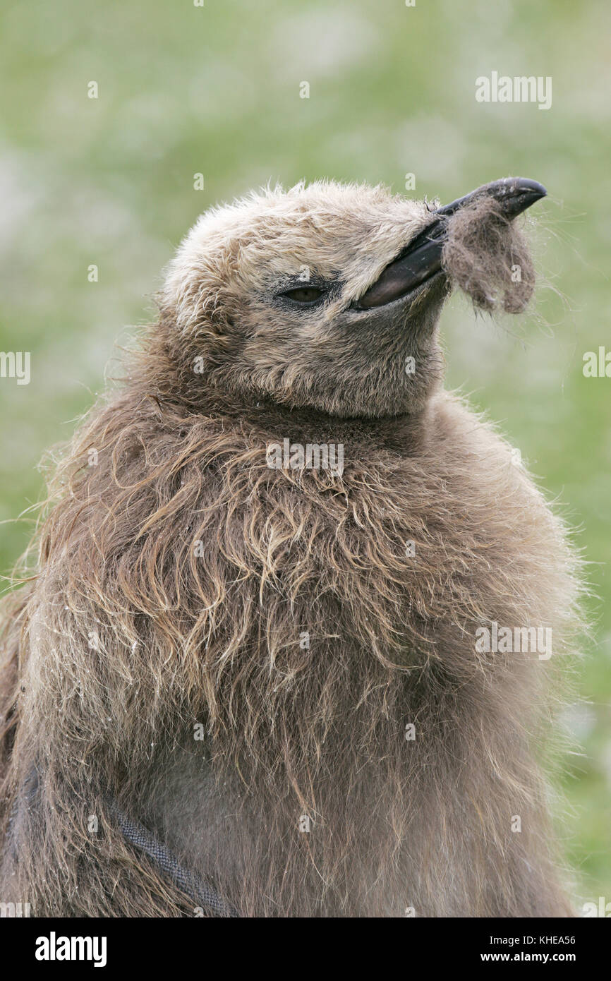 Königspinguin Aptenodytes patagonicus Kinder in Kolonie Volunteer Point Falkland Inseln Stockfoto