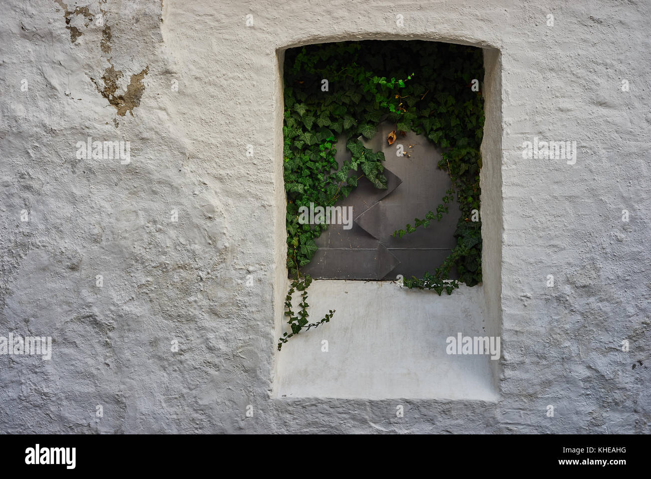 Geschlossen Metallplatte Fenster, bewachsen mit Efeu, auf einer weißen Wand Stockfoto