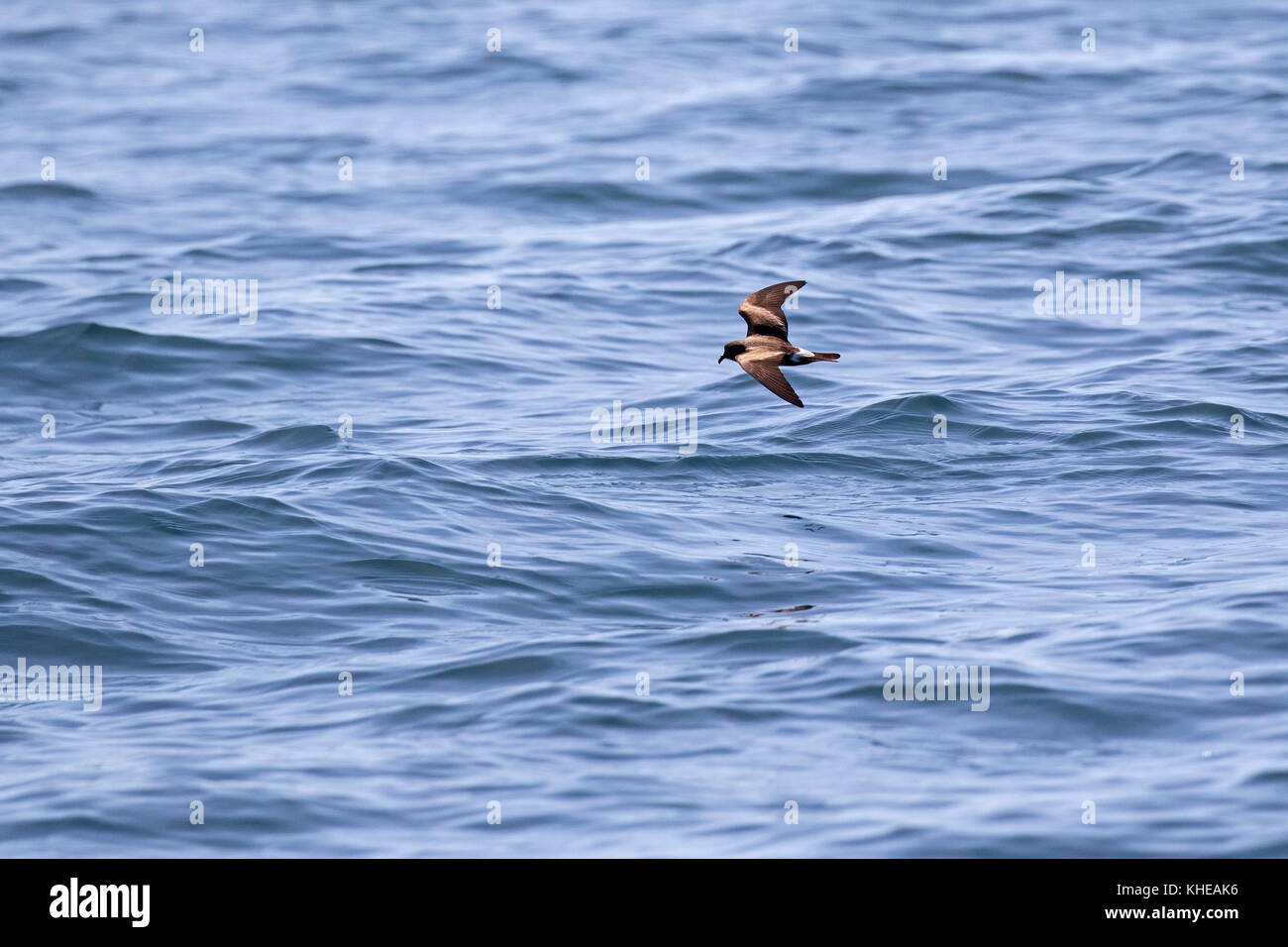 Wilson's Storm petrel Oceanites Oceanicus im Flug über das Meer in der Nähe von Grand Manan Island Bucht von Fundy Kanada August 2016 Stockfoto