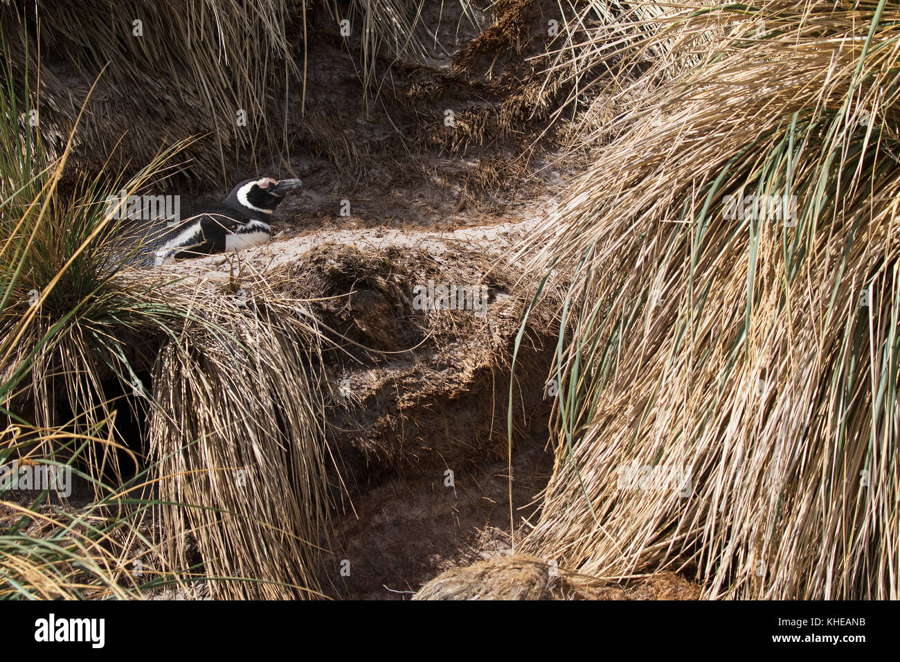 Spheniscus magellanicus Magellanic penguin nach ruhenden unter Tussac grass Poa flabellata Seelöwen Island Falkland Inseln Britisches Überseegebiet Stockfoto