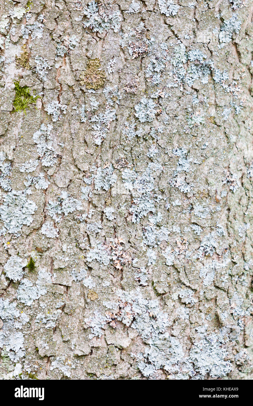 Hertfordshire, Großbritannien. Hellgrünen Moos wächst auf der Rinde von einem Baumstamm. Stockfoto