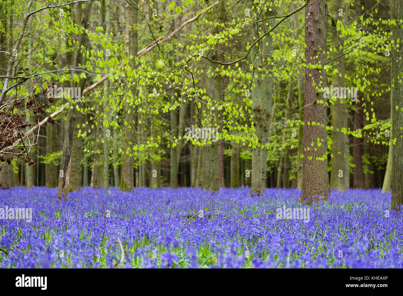 Hertfordshire, Großbritannien. Ein Teppich von bluebells bedecken den Boden eines Waldes. Stockfoto