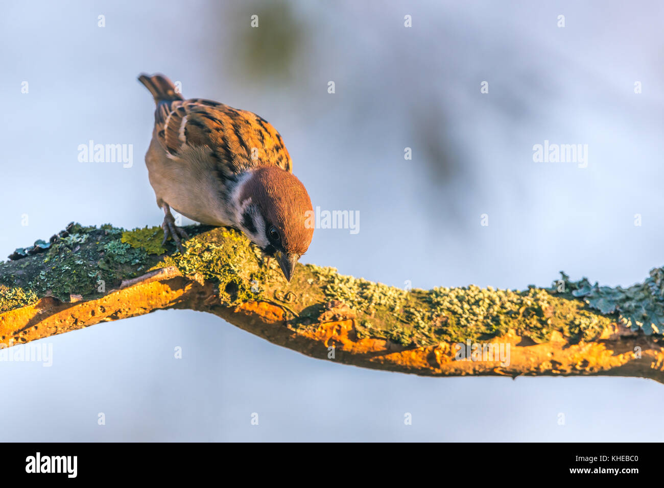 Horizontale Foto mit Single spatz Bird. Bird springt auf abgenutzte Holz- zweig, teilweise durch die Rinde mit Moos und Flechten bedeckt. Vogelgrippe schön braun, weiß hat Stockfoto