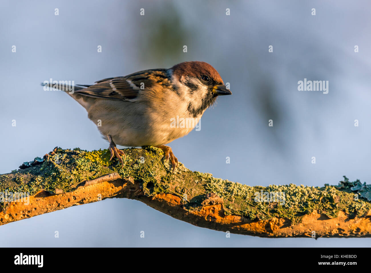 Horizontale Foto mit Single spatz Vogel. Vogel auf abgenutzte Holz- zweig, teilweise durch die Rinde mit Moos und Flechten bedeckt sitzt. die Vogelgrippe hat schön braun, weiß ein Stockfoto