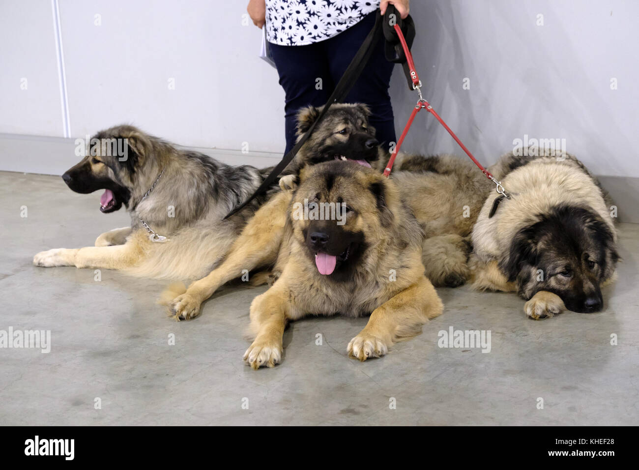 Hunde, die auf der Ausstellung Stockfoto