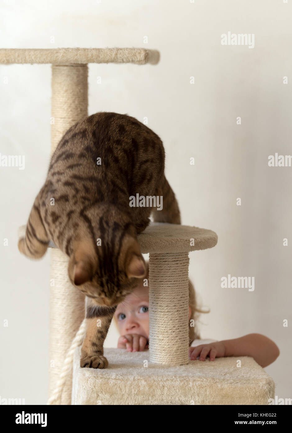 Britisch Kurzhaar Katze an kratzbaum Stockfoto